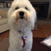 Montrose Animal Hospital ico