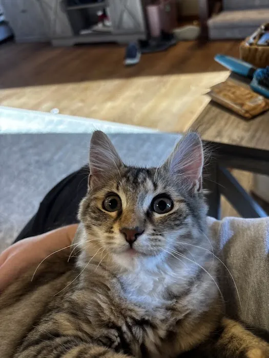 CityVet | Roswell Veterinary Clinic & Urgent Care Picture 4