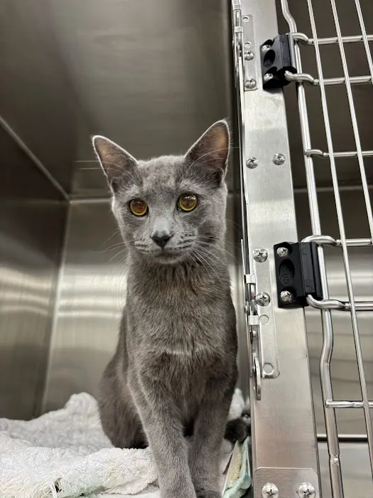 CityVet | Roswell Veterinary Clinic & Urgent Care Picture 3