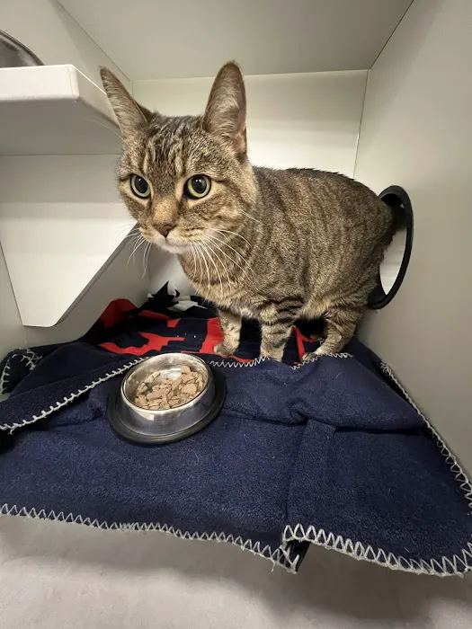 CityVet | Roswell Veterinary Clinic & Urgent Care Picture 1