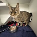 CityVet | Roswell Veterinary Clinic & Urgent Care