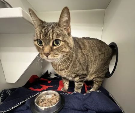 CityVet | Roswell Veterinary Clinic & Urgent Care