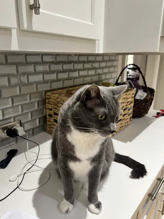 CityVet | Roswell Veterinary Clinic & Urgent Care Picture 2