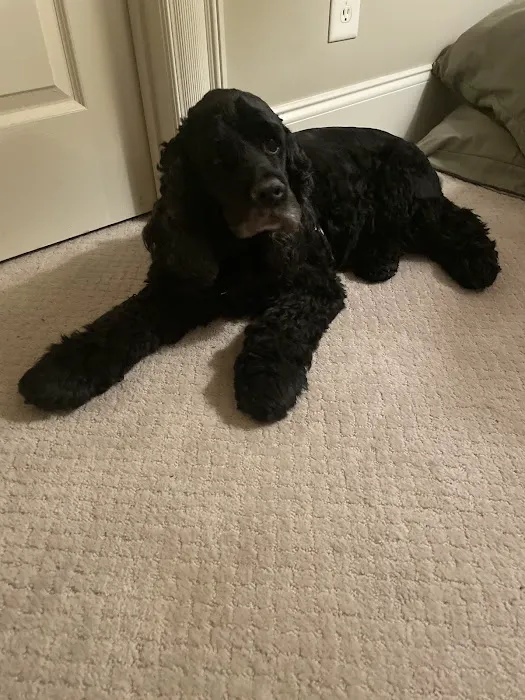 CityVet | Roswell Veterinary Clinic & Urgent Care Picture 8