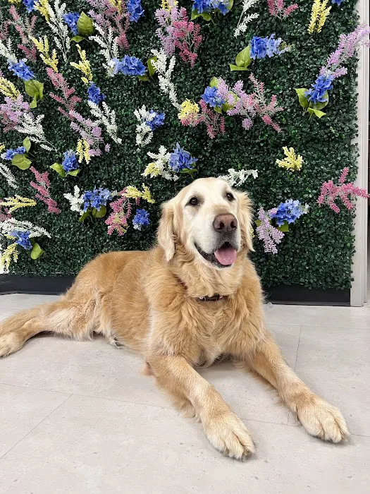 CityVet | Roswell Veterinary Clinic & Urgent Care Picture 9