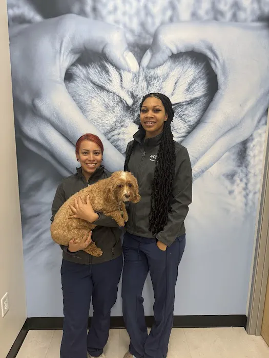 CityVet | Roswell Veterinary Clinic & Urgent Care Picture 7