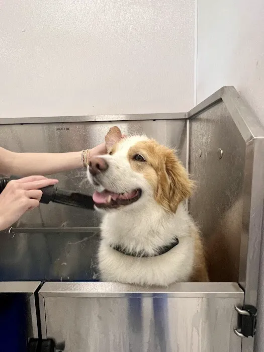CityVet | Roswell Veterinary Clinic & Urgent Care Picture 10