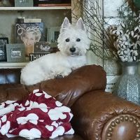 Pet Med Plus ico