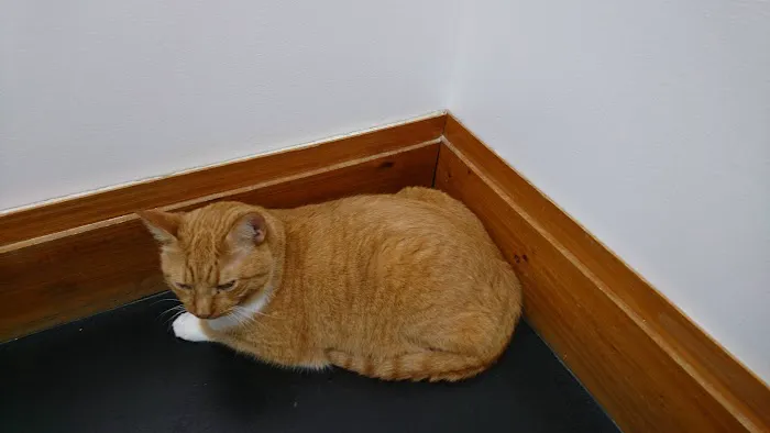 Pet Med Plus Picture 9