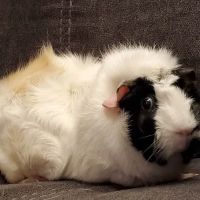 Veterinary Medical Center ico