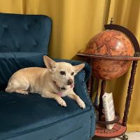 Atlanta Veterinary Dentistry ico