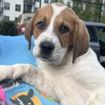 Vets Off Leash - Mobile Veterinary Clinic