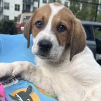 Vets Off Leash - Mobile Veterinary Clinic ico