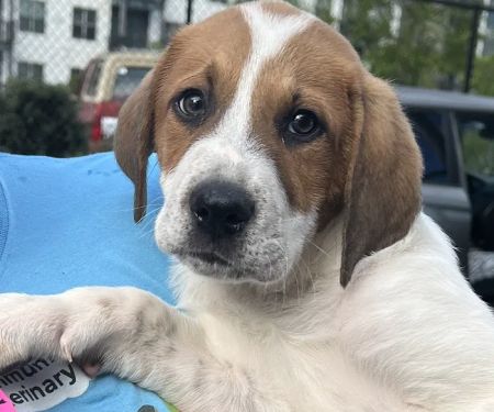 Vets Off Leash - Mobile Veterinary Clinic