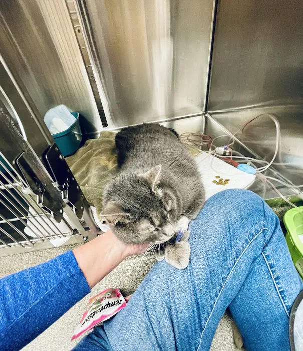 North Georgia Veterinary Specialists Picture 2