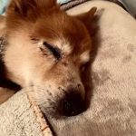 North Georgia Veterinary Specialists