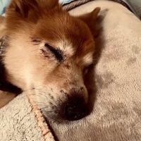 North Georgia Veterinary Specialists ico