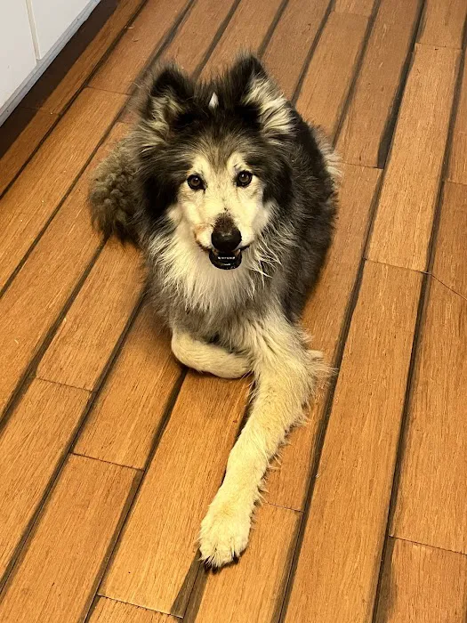 North Georgia Veterinary Specialists Picture 5