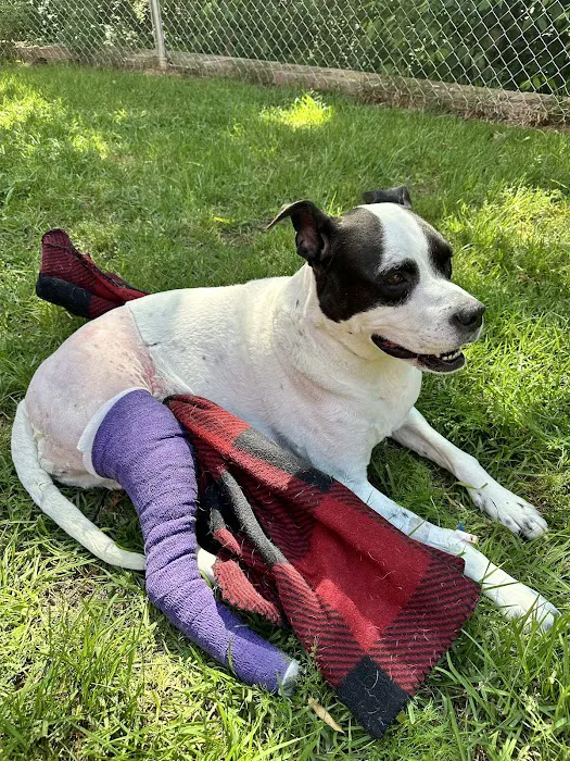 North Georgia Veterinary Specialists Picture 4