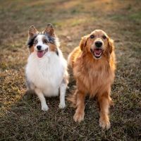 Suwanee Animal Hospital ico