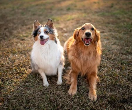 Suwanee Animal Hospital