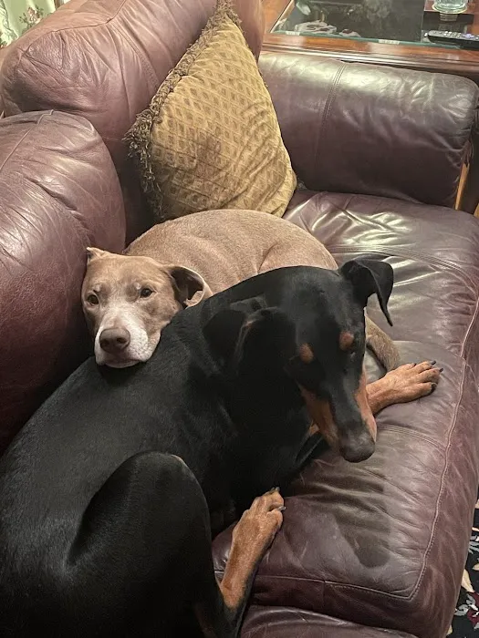 Olde Towne Animal Hospital Picture 1