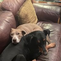 Olde Towne Animal Hospital ico