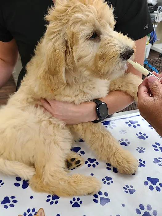 Olde Towne Animal Hospital Picture 4