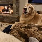 Animal Hospital of North Gwinnett