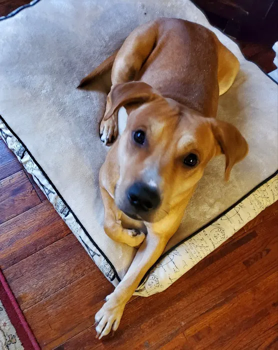 Animal Hospital of North Gwinnett Picture 8