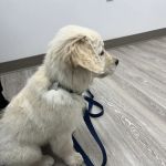 Total Veterinary Care - Buford