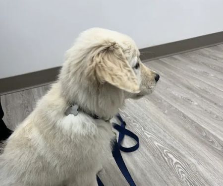 Total Veterinary Care - Buford