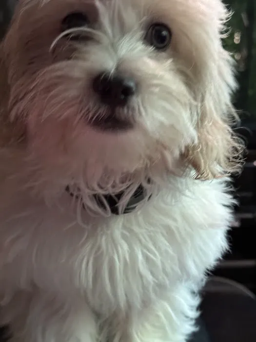 My Pet's Vet Buford Picture 1