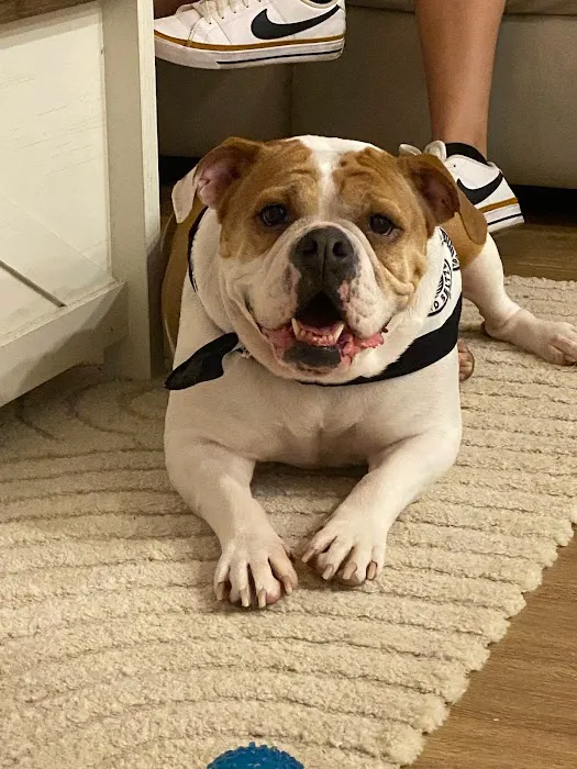 My Pet's Vet Buford Picture 2