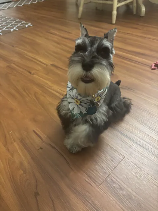 My Pet's Vet Buford Picture 8