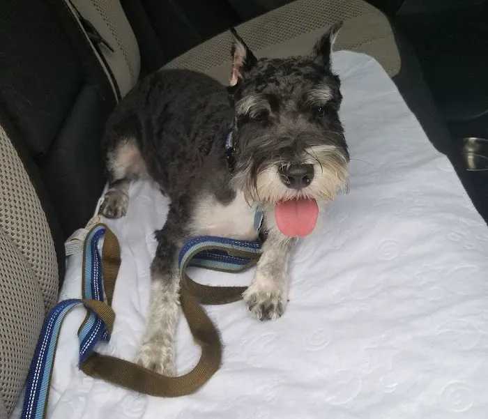 My Pet's Vet Buford Picture 10