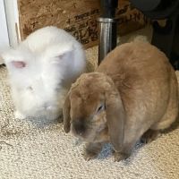 All Species Animal Hospital ico
