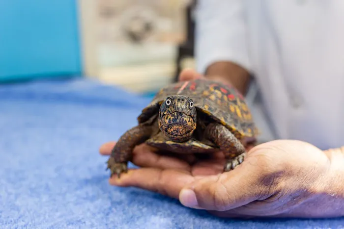 All Species Animal Hospital Picture 9