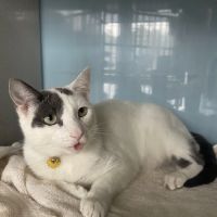 Shepherd Animal Hospital ico