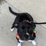 Oakwood Animal Hospital