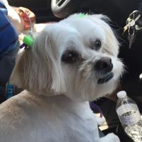 Family Pet Clinic ico