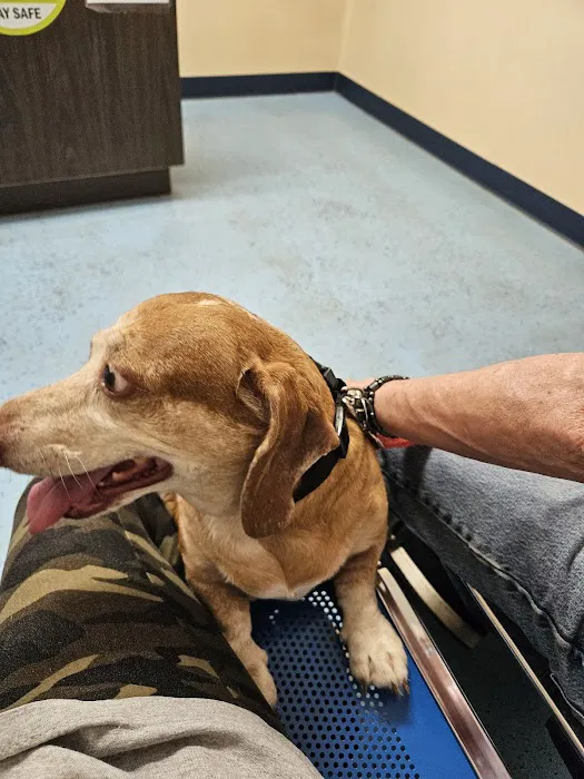 South Hall Veterinary Hospital Picture 1