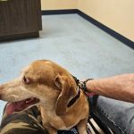 South Hall Veterinary Hospital
