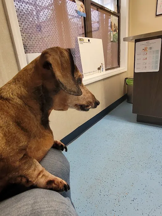 South Hall Veterinary Hospital Picture 2