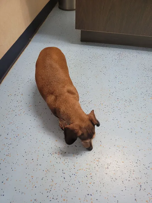 South Hall Veterinary Hospital Picture 4