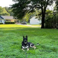 Banfield Pet Hospital ico