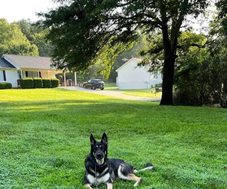Banfield Pet Hospital