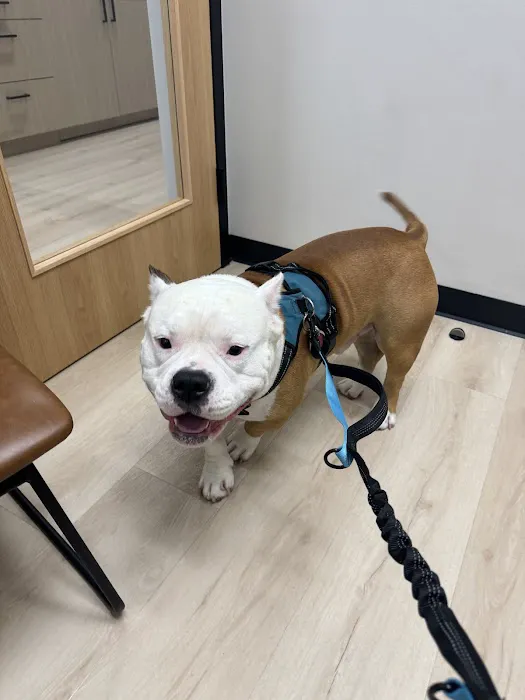 Flowery Branch Pet Wellness Center Picture 3