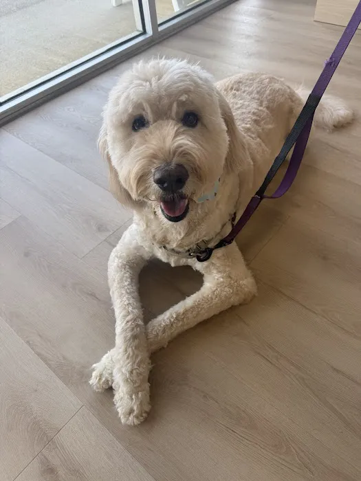 Flowery Branch Pet Wellness Center Picture 6