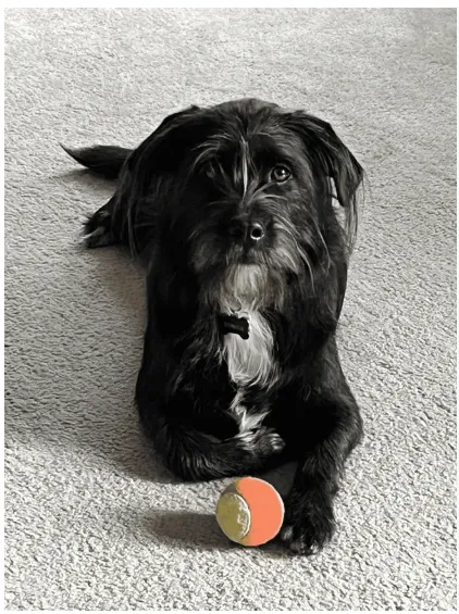 Flowery Branch Pet Wellness Center Picture 10